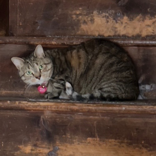 Cat lying on its side Cat lying on its side