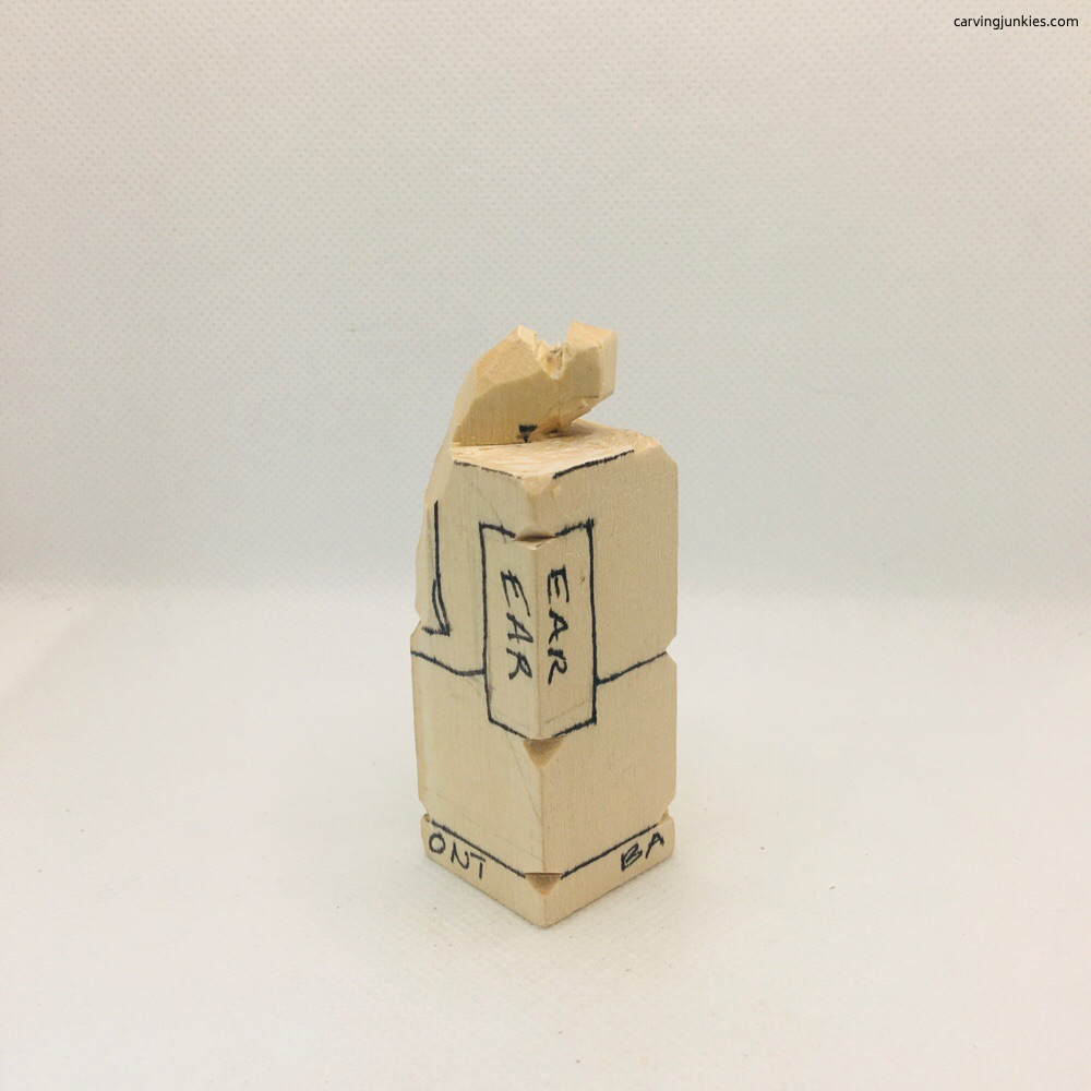 Elephant trunk, right view