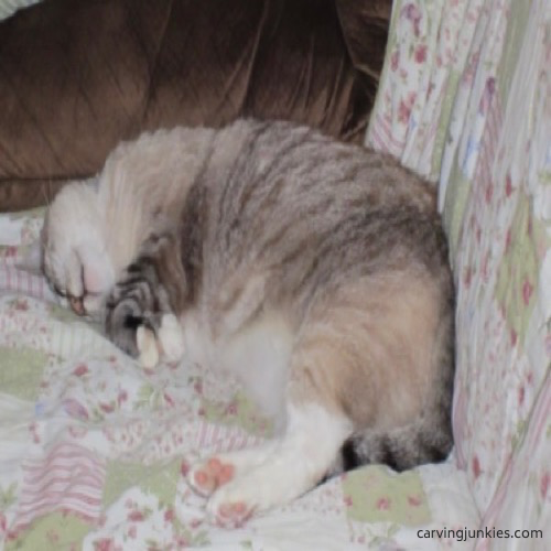 Cat sleeping Gray and white cat sleeping