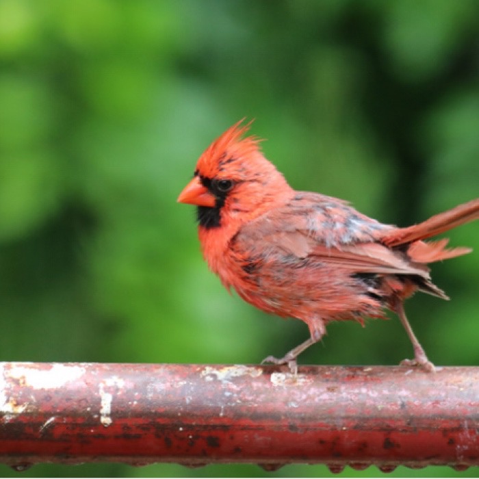 Cardinal on wood